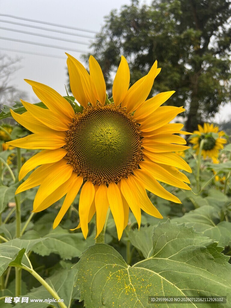 向日葵花田中的灿烂花朵