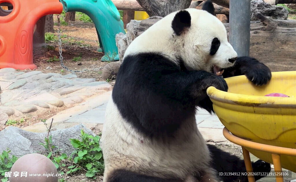熊猫惬意享用美食