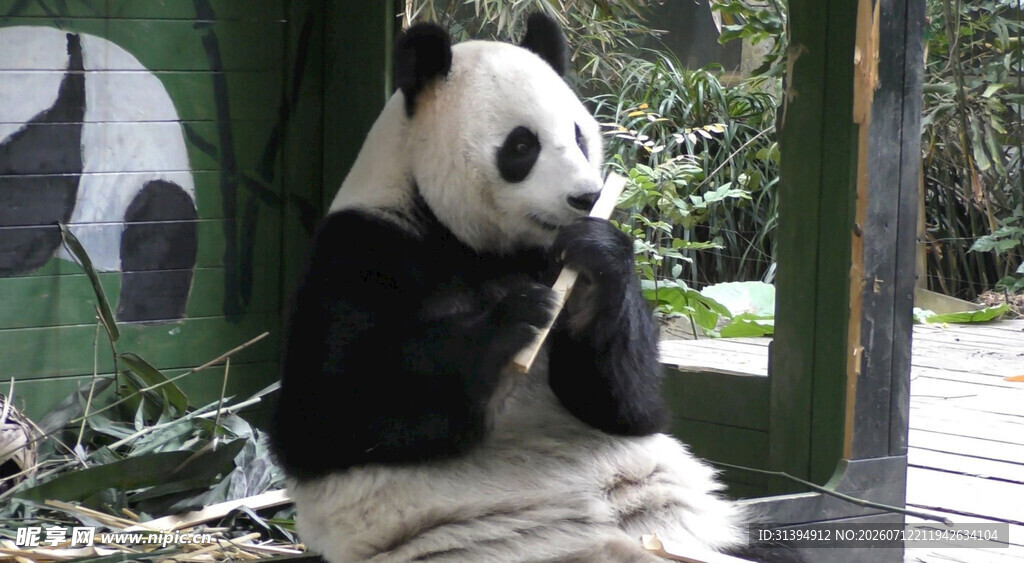 憨态可掬的大熊猫