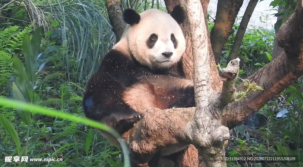 熊猫树上憨态可掬