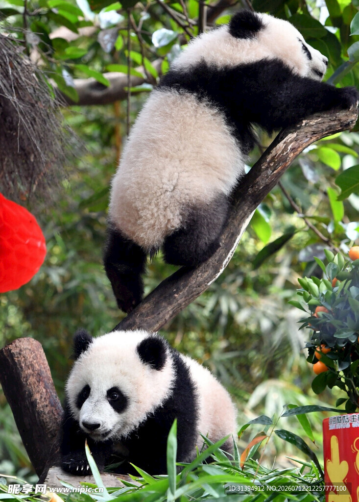 树上嬉戏的可爱大熊猫