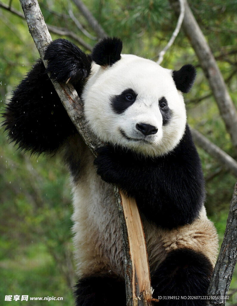 熊猫攀树憨态可掬