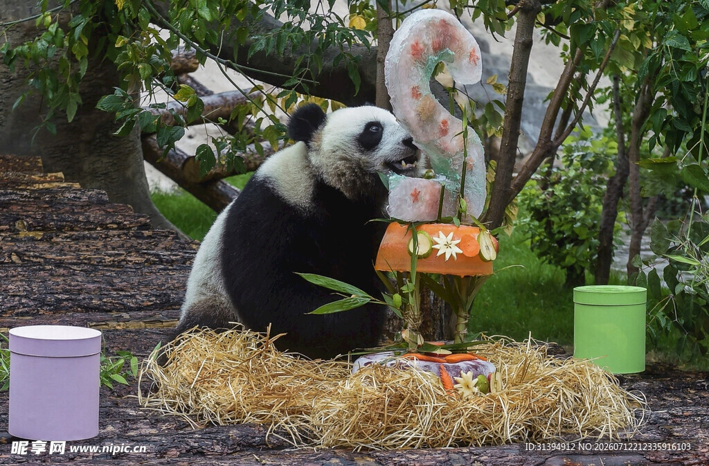 熊猫惬意享用美食场景