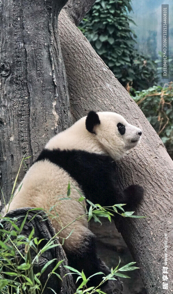 熊猫惬意抱树干