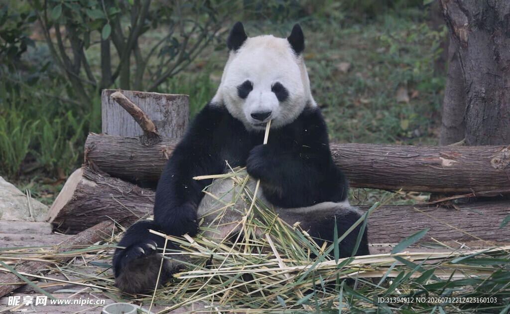 熊猫悠闲进食竹子