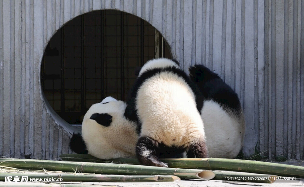 两只熊猫在洞口互动