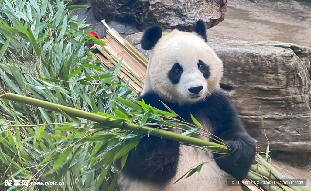 熊猫抱翠竹享受悠闲时光