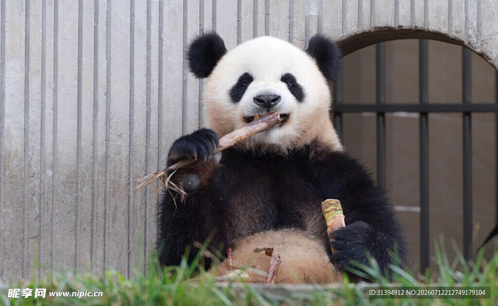 憨态熊猫惬意吃竹子