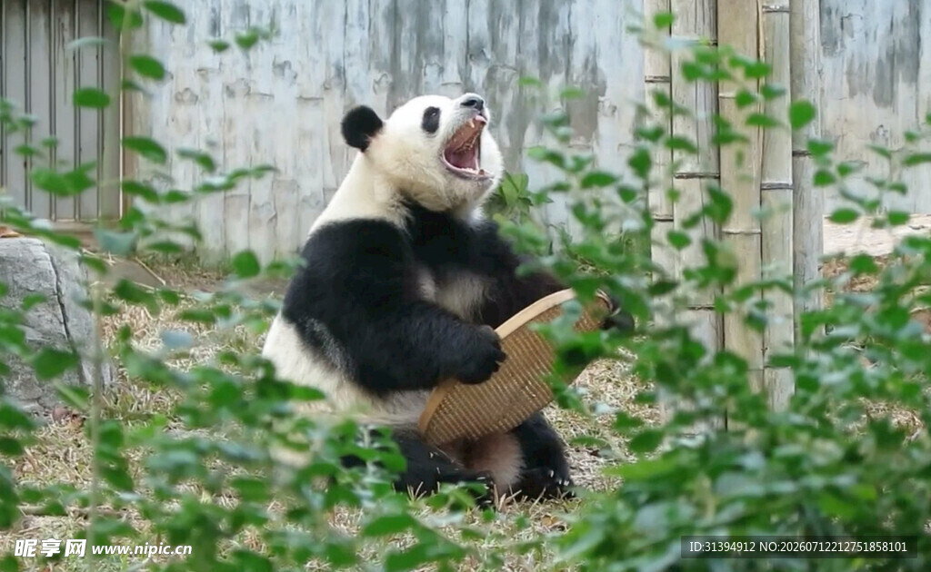 熊猫惬意进食竹子
