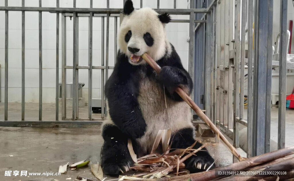 熊猫坐地享用竹子