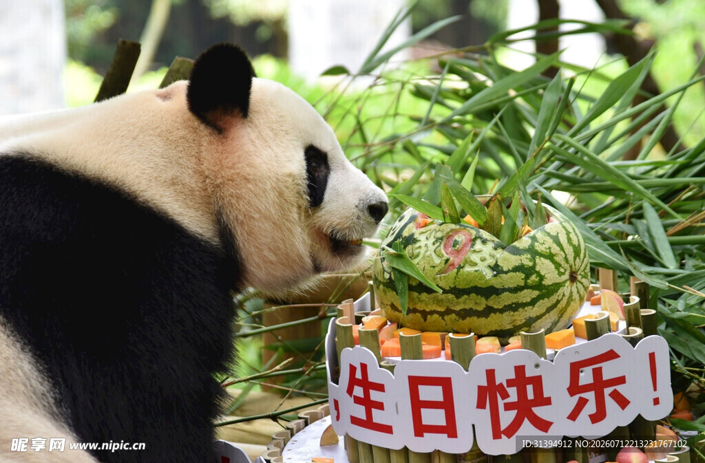 熊猫庆生场景