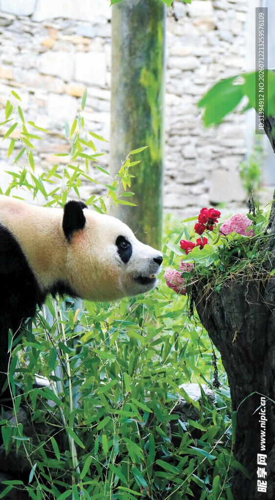 熊猫嗅闻花丛