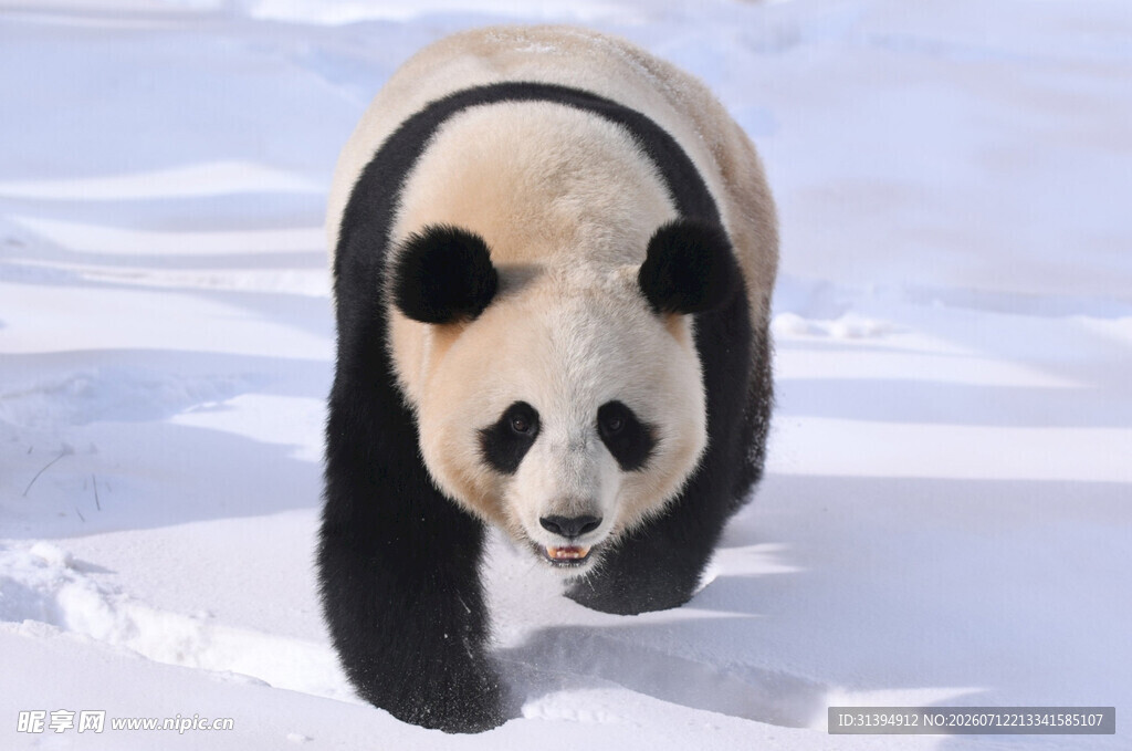 雪地中的大熊猫