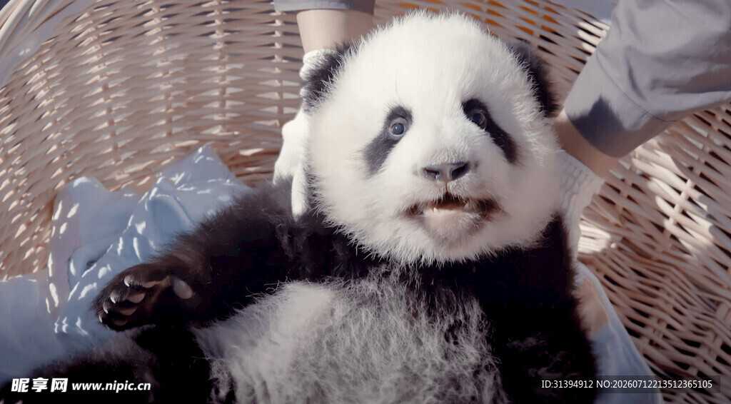 躺卧的可爱大熊猫