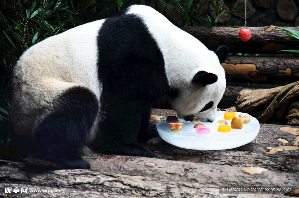 熊猫享用多彩食物