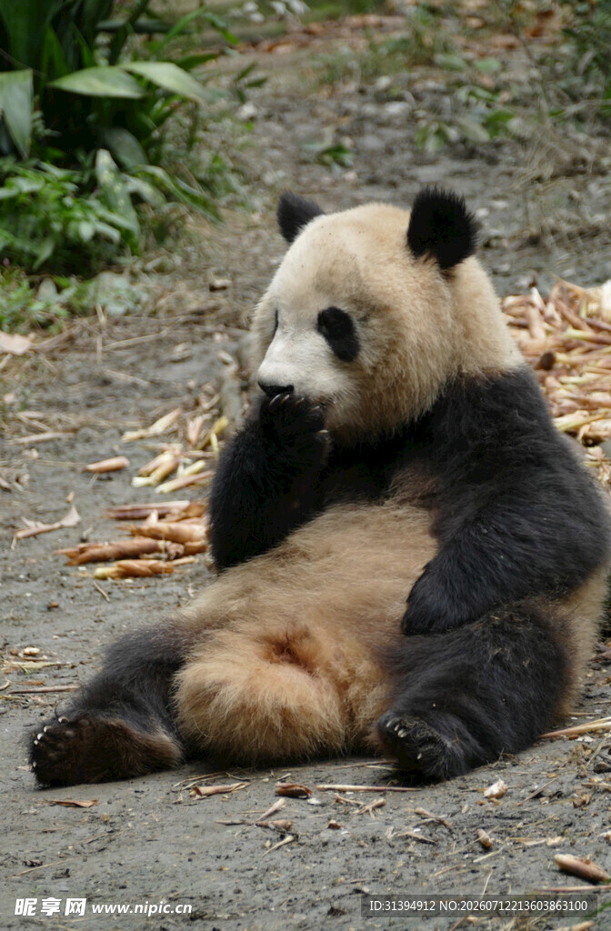 悠闲躺卧的大熊猫