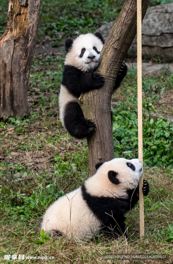 两只熊猫在林间玩耍