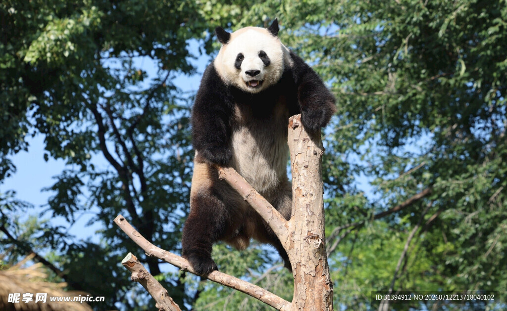 熊猫攀树享悠闲时光