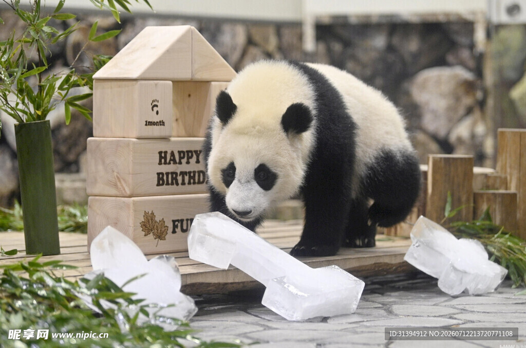 熊猫在木建筑旁玩耍