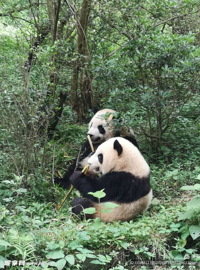 林间嬉戏的可爱大熊猫