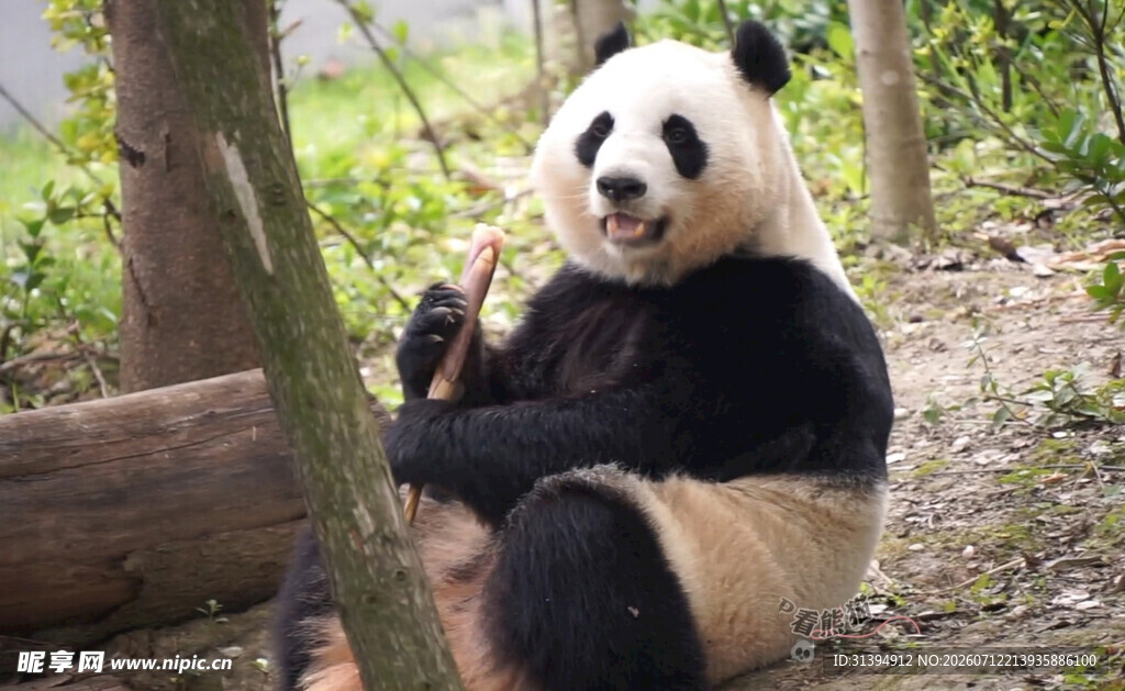 悠闲坐于林间的可爱熊猫