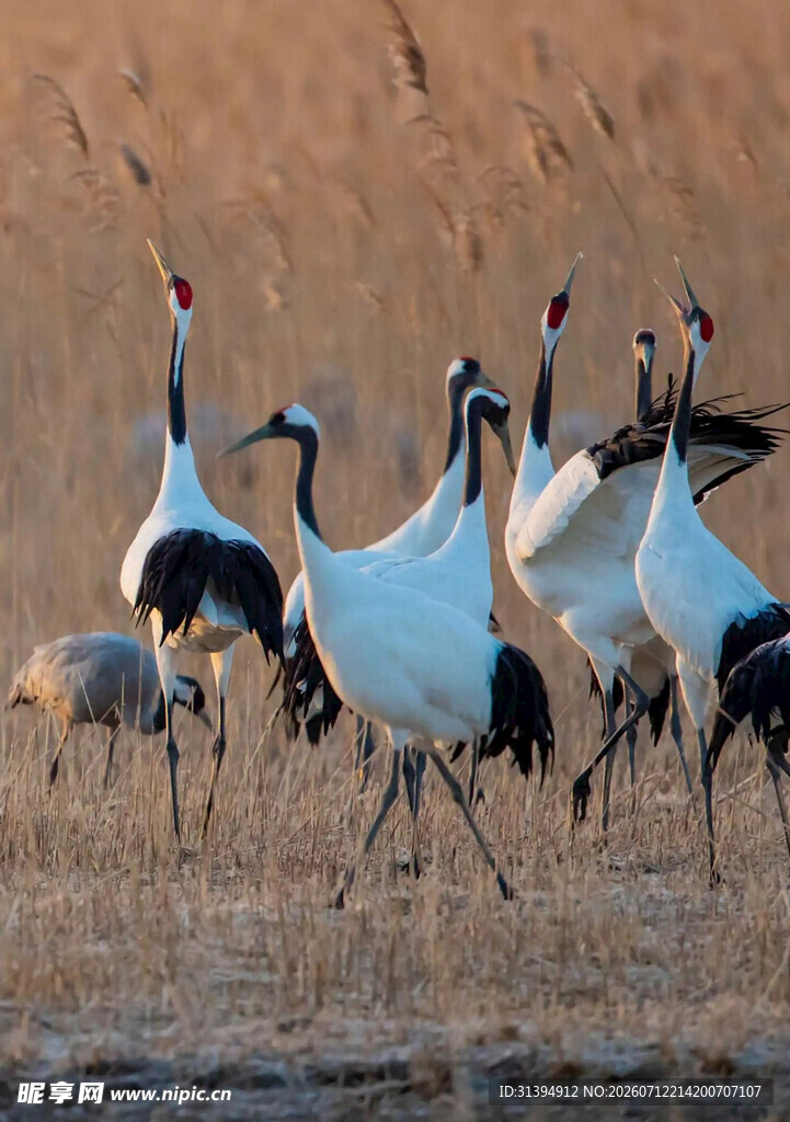 湿地中优雅的丹顶鹤群