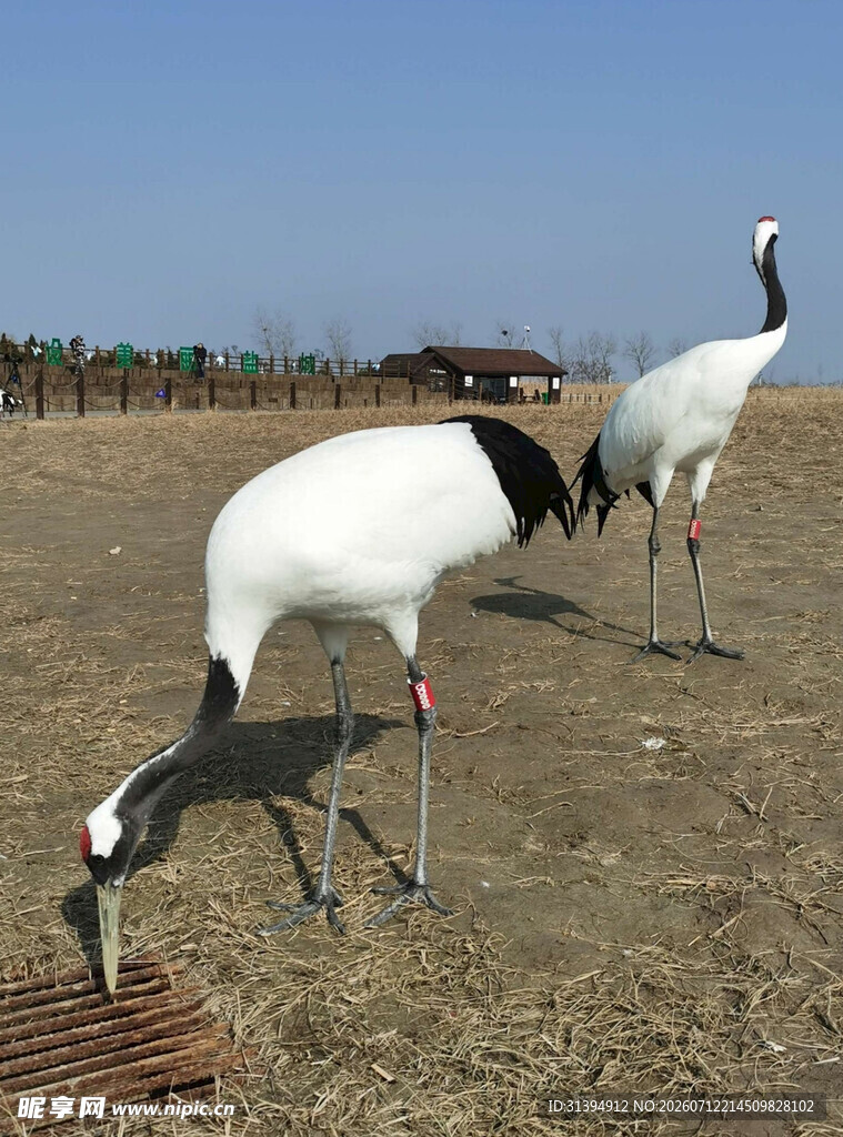 两只丹顶鹤于田野觅食