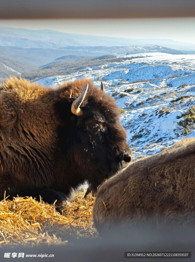 雪野中的野牛