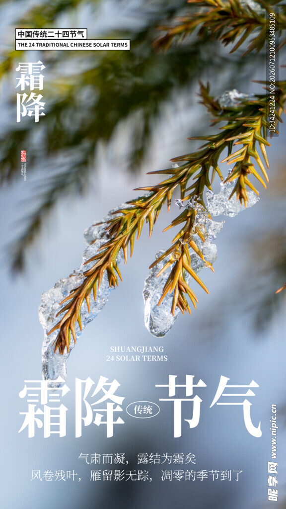 霜降时节的松枝特写
