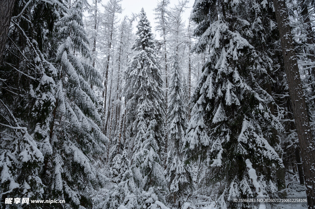 冬日雪覆森林美景