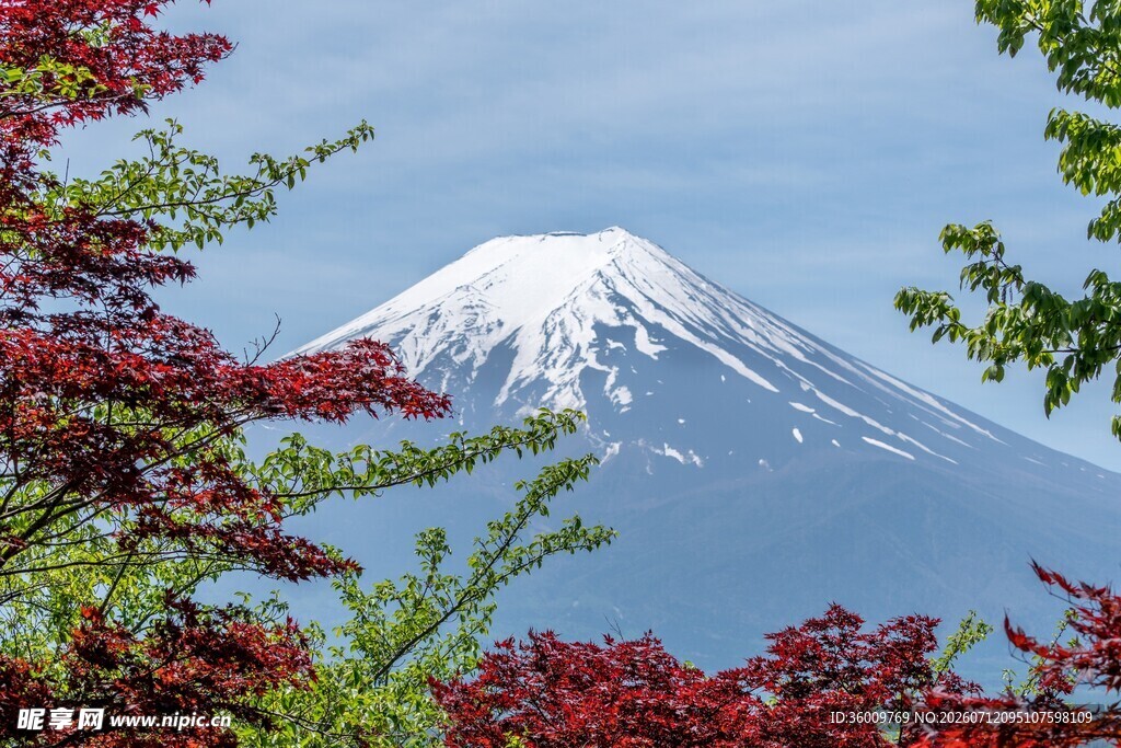 富士山下的绚烂红叶