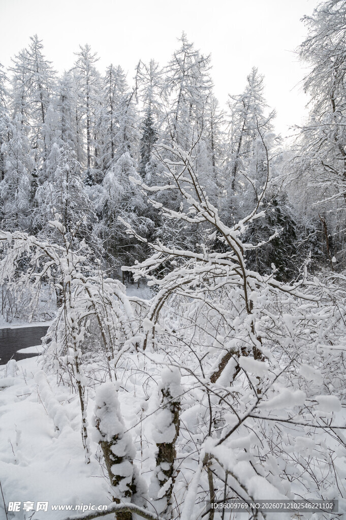 冬日雪覆森林美景