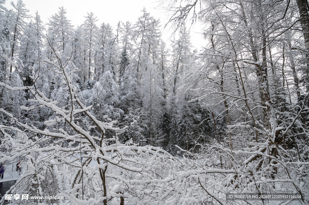 冬日雪覆森林美景