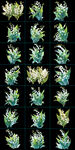 铃兰花