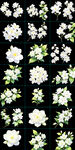 手绘茉莉花