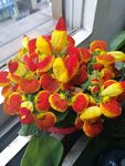 蒲包花 元宝花