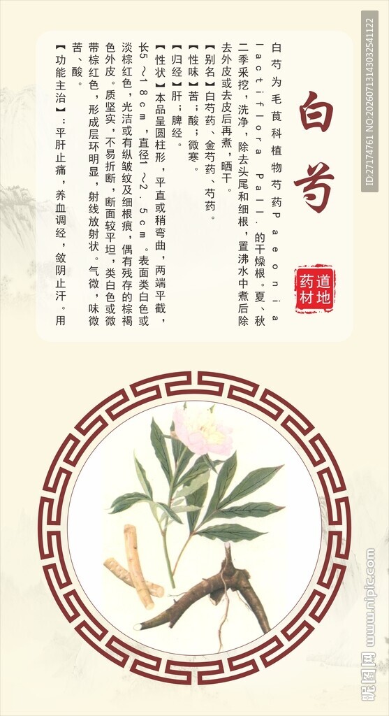 浙八味传统中药白芍展示图