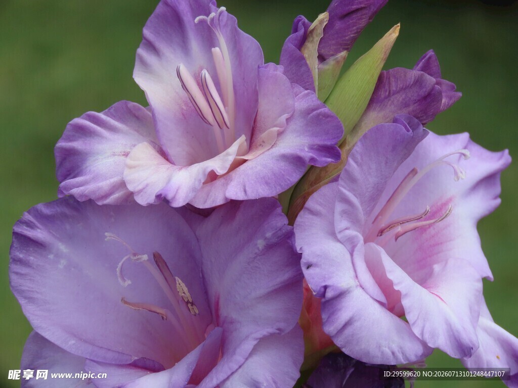 紫色唐菖蒲花特写