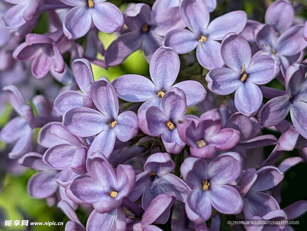 紫丁香花朵特写