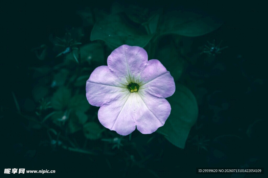 淡紫色牵牛花 