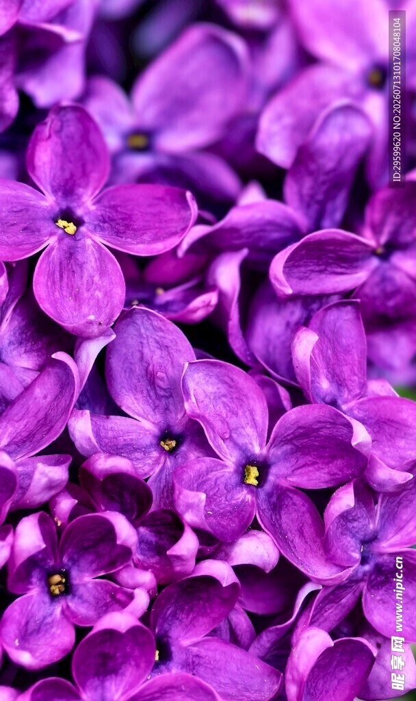 紫丁香花特写