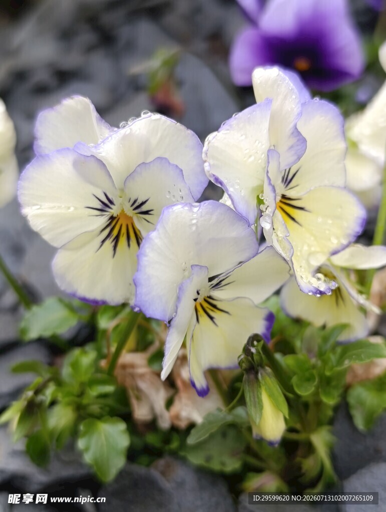 三色堇花卉特写