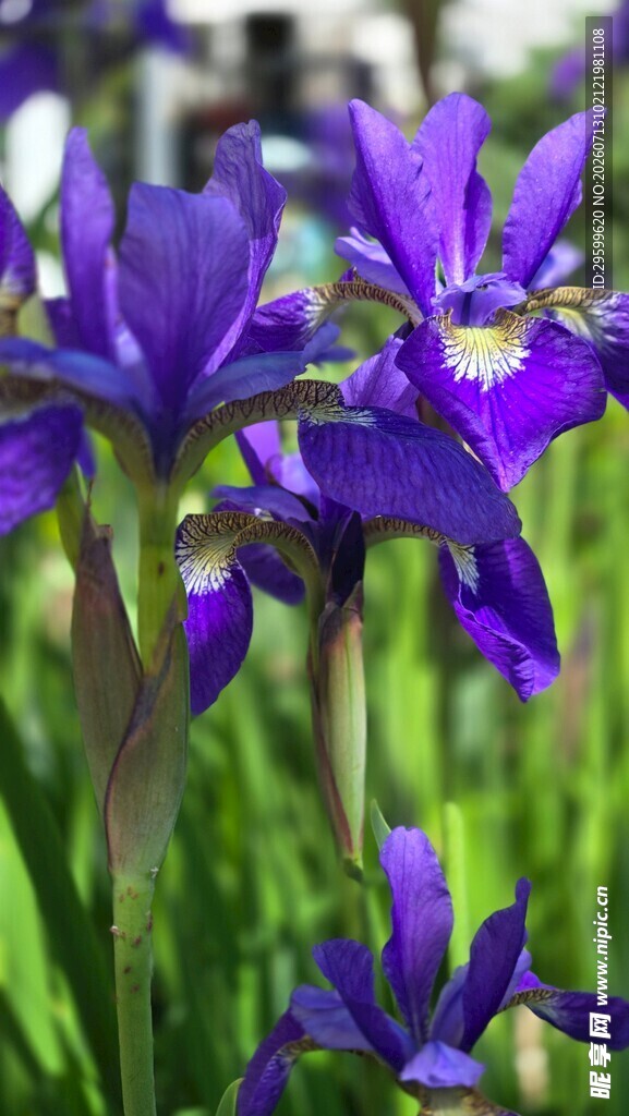 紫色鸢尾花 