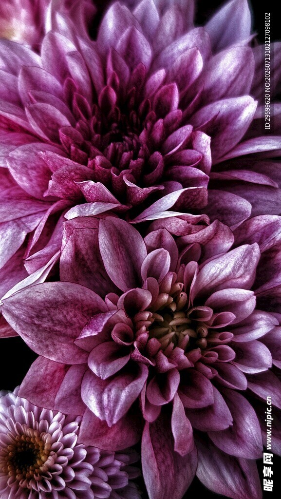 紫色菊花 