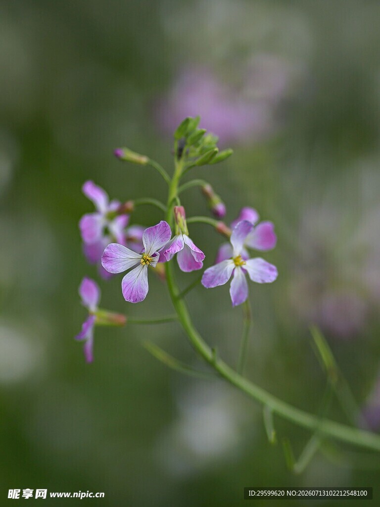 紫色紫罗兰