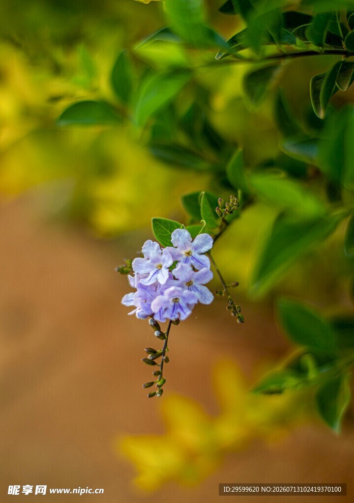 蓝紫色紫罗兰