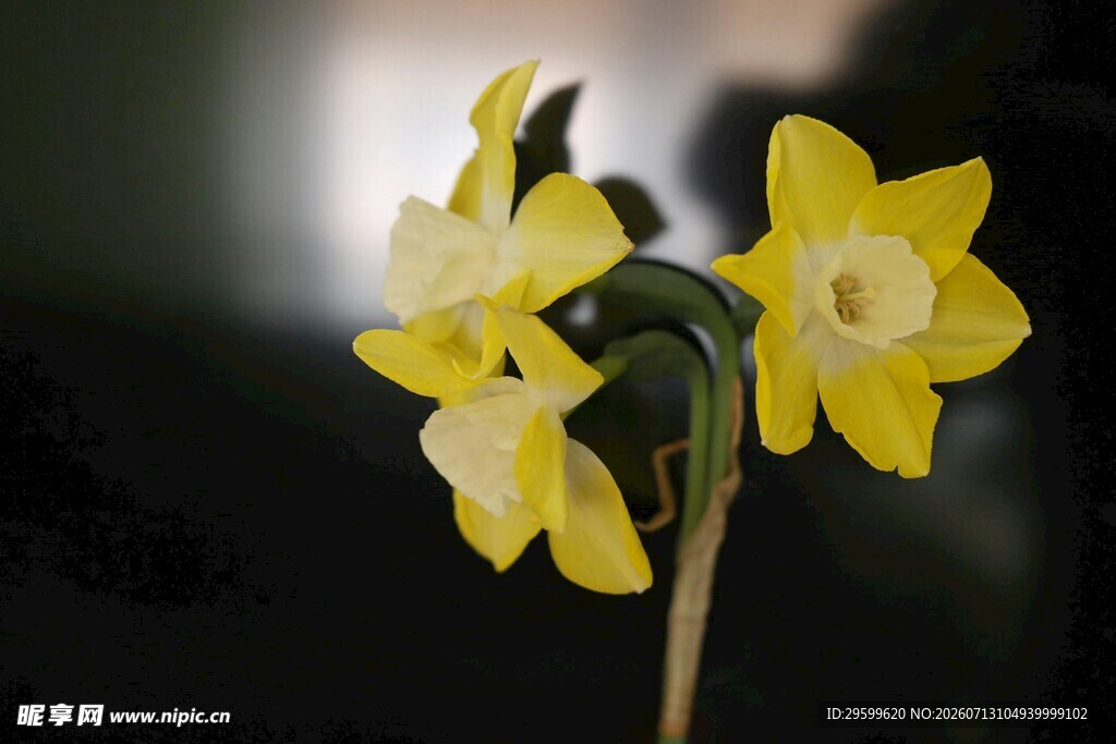 月光下的黄色水仙花