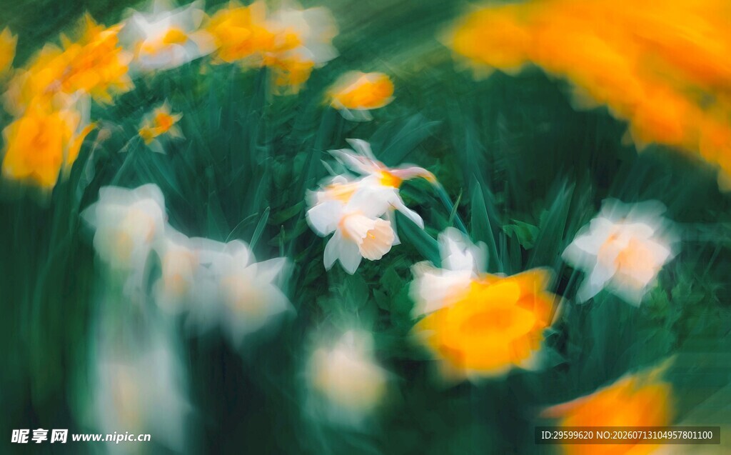 缤纷水仙花