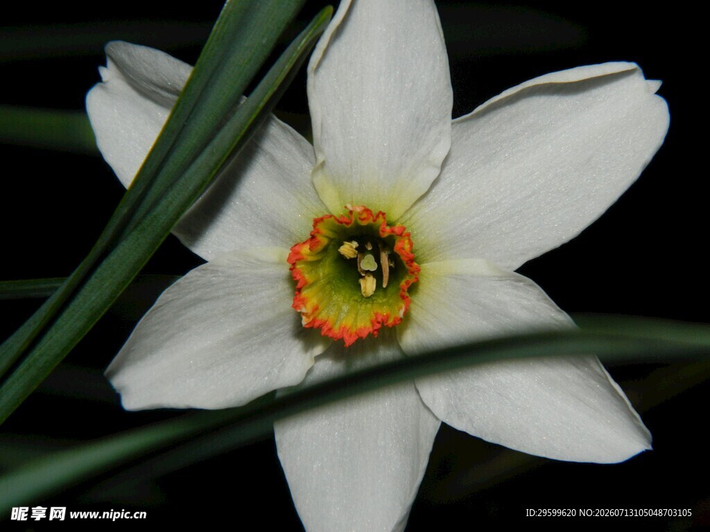 优雅绽放的白色水仙花