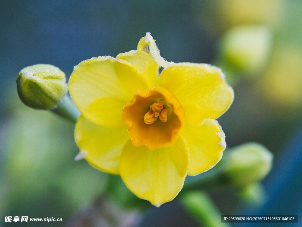 黄色水仙花